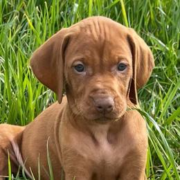Female 2 - Golden rust female Vizsla puppy in Covington, Louisiana from Six Hitch Farm
