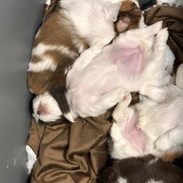 Shih Tzu Puppies from Wood Foo Breeders