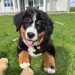 Sheridan - Bernese Mountain Dog