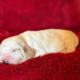 Cash - Red and white male Basset Hound puppy in Hillsboro, West Virginia from Bear Foot Bassets Of West Virginia