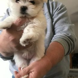 Maltese Puppies from JoDi's Maltese