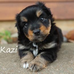 Kazi - Black tri female Toy Australian Shepherd puppy in Godley, Texas from Flying H Toy and Mini Aussies