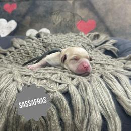 Sassafras - Yellow female Dilute Retriever puppy in Forest City, Iowa from Helm Labs