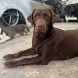 Tillie - Labrador Retriever