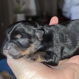 Traditional Boy - Black and tan male Yorkshire Terrier puppy in Gilbertown, Alabama from Sasha's Yorkie Pups