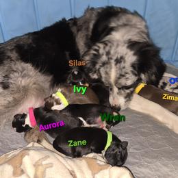 Australian Shepherd and Miniature Australian Shepherd Puppies from Cara Harker