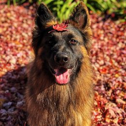 German Shepherd All Grown Up from Domus Invictus German Shepherds