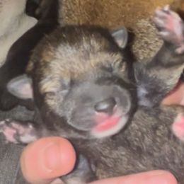 Mochi - Sesame - UKC - Sesame female Shiba Inu puppy in Clewiston, Florida from Animal Farm Shiba Inus & Mameshibas