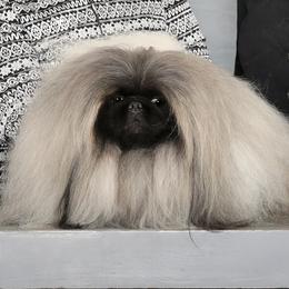 Taijitu - Pekingese