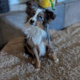 Bronko - Blue merle male Toy Australian Shepherd puppy in Mountain Home, Idaho from LJK Boxers & Toy Aussies