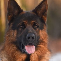 Tadic - German Shepherd