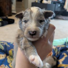 2 - Blue merle and white male Shetland Sheepdog puppy in Birdsboro, Pennsylvania from Alinost
