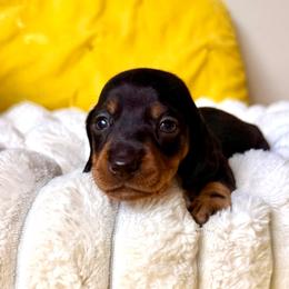 Hot Dog - Black and tan male Dachshund puppy in Austin, Texas from Duchess Daphne's Doxie Empire