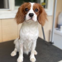 Hapa - Cavalier King Charles Spaniel
