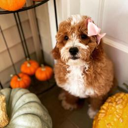 Goldendoodle Puppies from Texas Shine Doodles