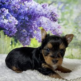Bandit 1900 - Black and tan male Yorkshire Terrier puppy in Nicholls, Georgia from Southeast Biewers