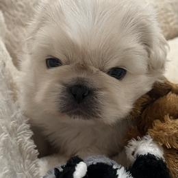 Full AKC - Mochi - Cream male Pekingese puppy in Hustontown, Pennsylvania from Triple I Pekes