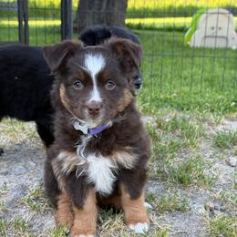 Corduroy - Red tri-color female Miniature American Shepherd puppy in Enumclaw, Washington from Mount Peak Mini American Shepherds