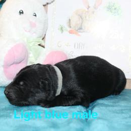 Light blue - Black male German Shepherd puppy in Ann Arbor, Michigan from Von Der Havier German Shepherds