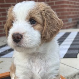 Independence (Indi) - Lady Liberty Litter - female Australian Mountain Doodle puppy in Greenville, Ohio from Woodbriar Wags