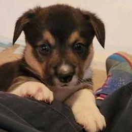 Boy 1 - Pembroke Welsh Corgi puppy in Smithville, Texas from Kat's Corgi's