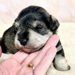 Girl 3 - Salt and pepper female Miniature Schnauzer puppy in Springfield, Tennessee from My Lovable Schnauzers