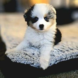 Miniature Australian Shepherd Puppies from Scearce breeders