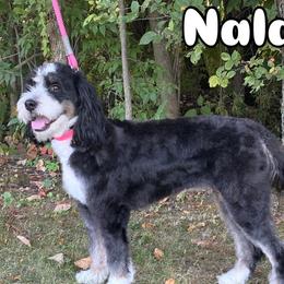 Nala - Bernedoodle