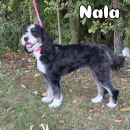 Nala - Bernedoodle