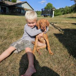 Vizsla Puppies from Driftless Vizslas