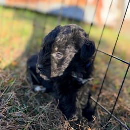 Blue - Black male Miniature Schnauzer puppy in Sparta, North Carolina from New River Miniature Schnauzers