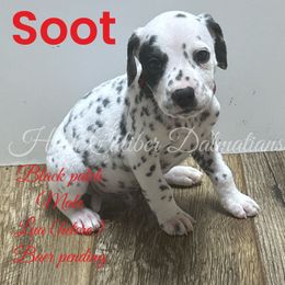 Soot - White and black Dalmatian puppy in Pocatello, Idaho from High Caliber Dalmatians
