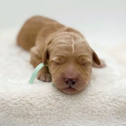 Megan Woods - Apricot female Goldendoodle puppy in North Carolina from Tuxedo Mountain Doodles