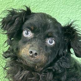 Duke - Aussiedoodle