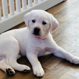 Girl 1 - Yellow female Labrador Retriever puppy in Santa Clarita, California from Five Star Labradors