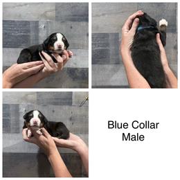 Male 5 - Black tan and white male Bernese Mountain Dog puppy in Collinsville, Texas from Berner Dynasty