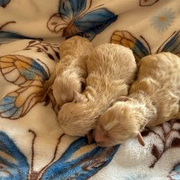 Boy - Apricot male Maltipoo puppy in California from Yorkie & Maltese Royalty