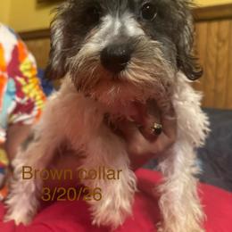 Sprinkles (brown )Schatze - Parti male Miniature Schnauzer puppy in Chicago, Illinois from Cuddly Cutts Pets