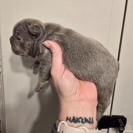 Female 2 - Tricolors female French Bulldog puppy in Yellowstone County, Montana from JNS Frenchies