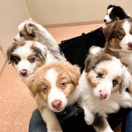 Australian Shepherd Puppies from SoCo Aussies