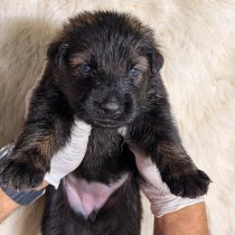 Girl 1 - Sable female German Shepherd puppy in Hollis Center, Maine from Noble German Shepherds of Maine