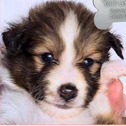 Birch Leaf - Sable and white male Shetland Sheepdog puppy in Elberton, Georgia from Ioney's Southern Paws Shelties, Frenchies, and Yorkies