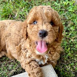 Latte - Apricot female Goldendoodle puppy in Fulshear, Texas from Little Potatoes