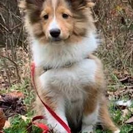 Shetland Sheepdogs from Holly Dodge's Shetland Sheepdogs
