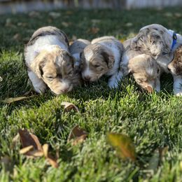 Aussiedoodle Puppies from Jojo the Denver Aussie