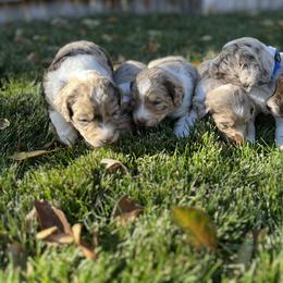 Aussiedoodle Puppies from Jojo the Denver Aussie