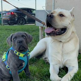 Cane Corso Puppies from 3Lake Kennelz