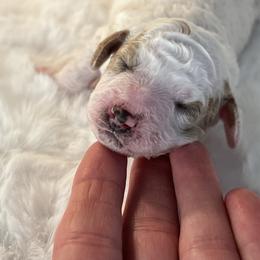 Lily - Parti female Poodle puppy in Nixa, Missouri from Foxtrot Farm Poodles