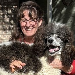 Echo - Poodle