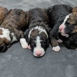 Bernedoodle Puppies from Harpers Ferry Doodles